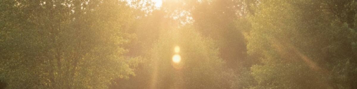 Low sun burning through a mature canopy at the end of the day.
